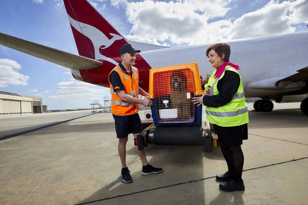 cost to ship animals by air