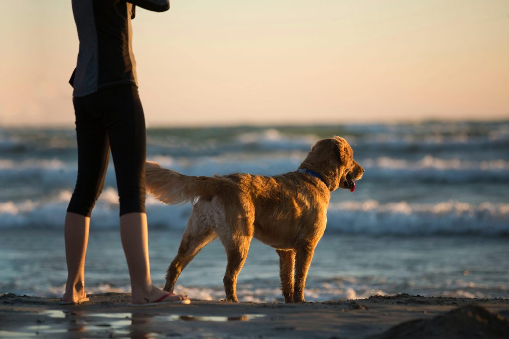 dog on beach