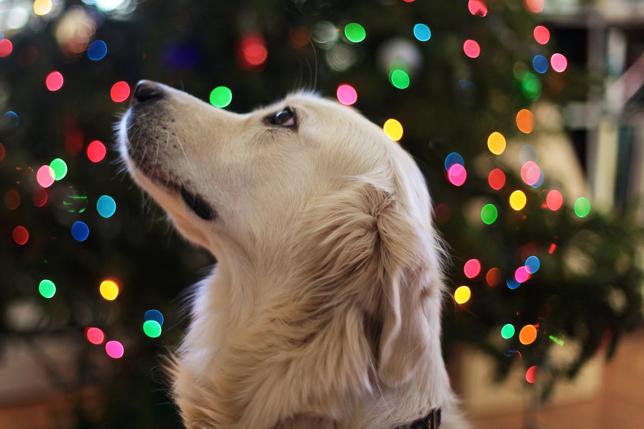 golden retriever dog with Christmas lights